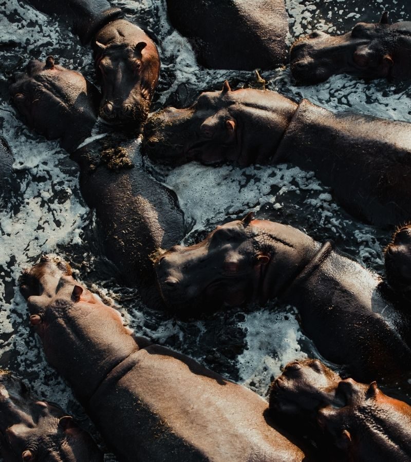 9D6N Tanzania Safari Adventure (Flights Included)