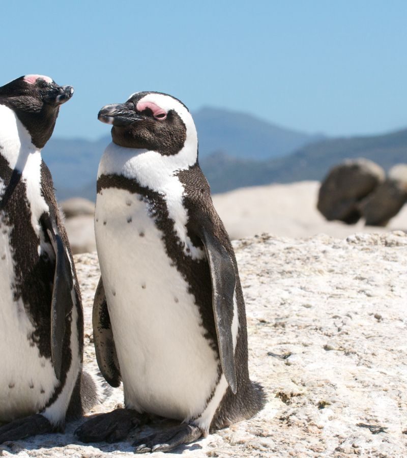 9D6N Kruger & Cape Town (Flights Included)