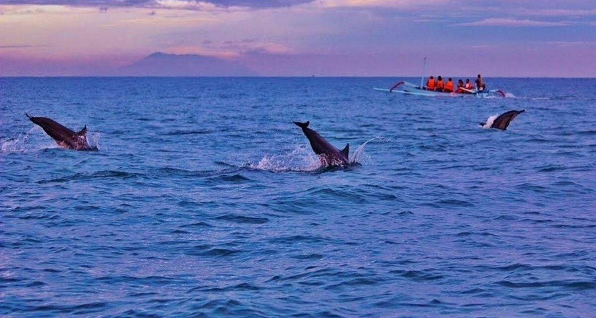 4D3N Bali Dolphin Indonesia