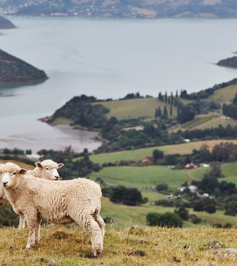 10D9N Mighty New Zealand