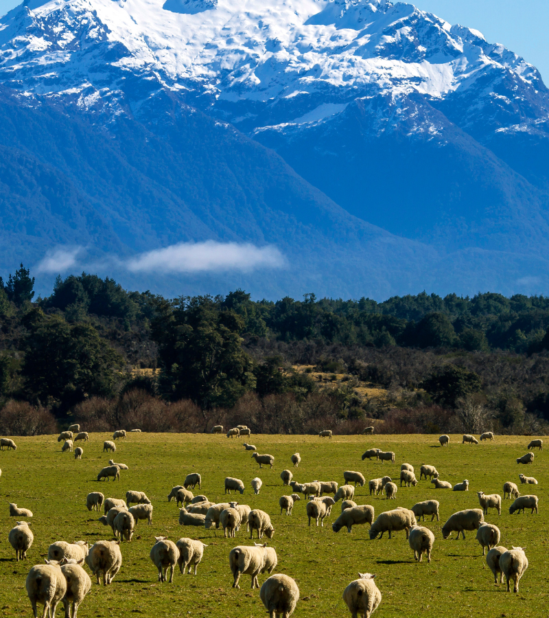 14D13N Best Of New Zealand (Self Drive)