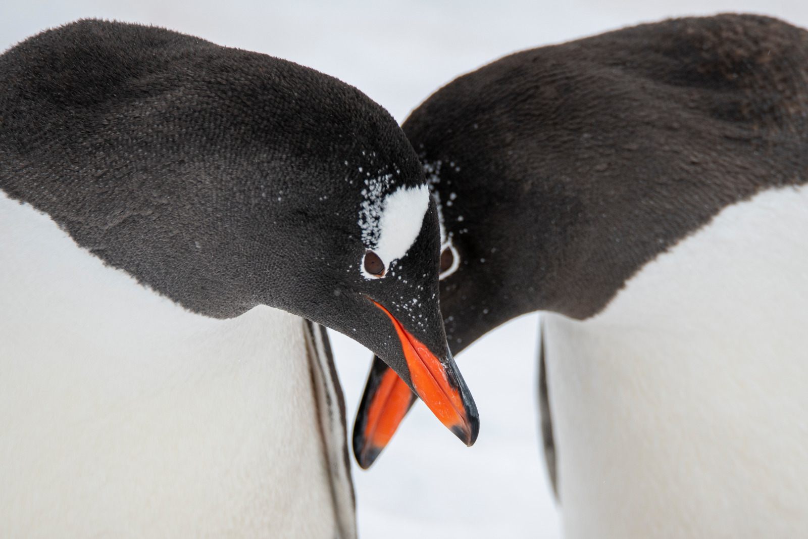 N-110_Neko_Peninsule-Antarctique_CDTCharcot@StudioPonant-Olivier Blaud (1)