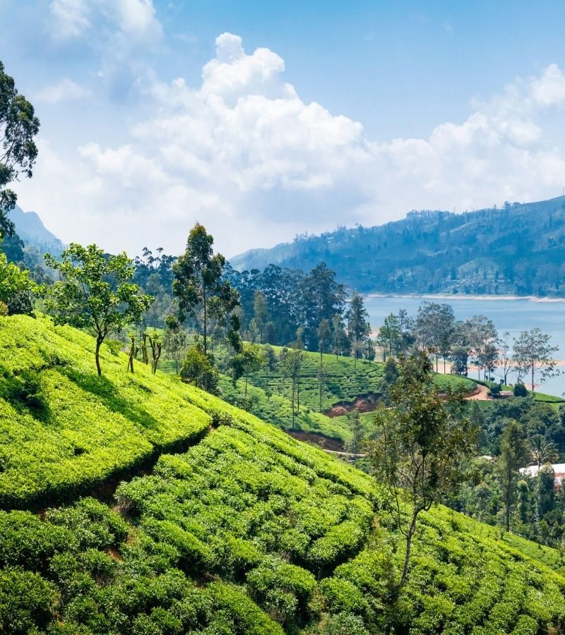 6D5N Exotic Sri Lanka