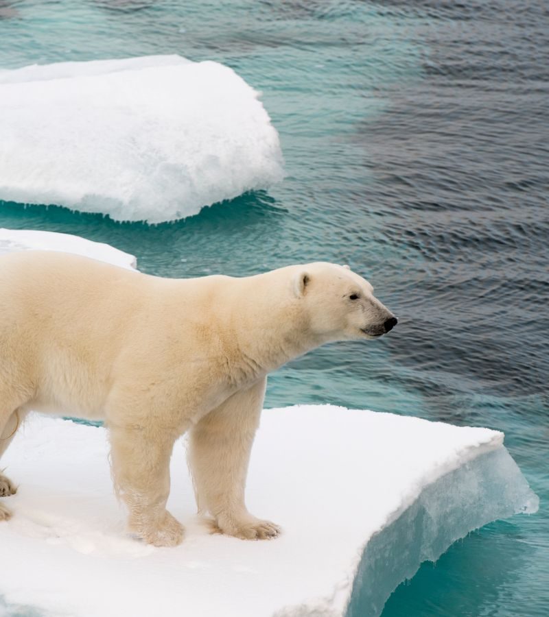 Ponant : 8D7N Svalbard/Spitsbergen Fjords & glaciers