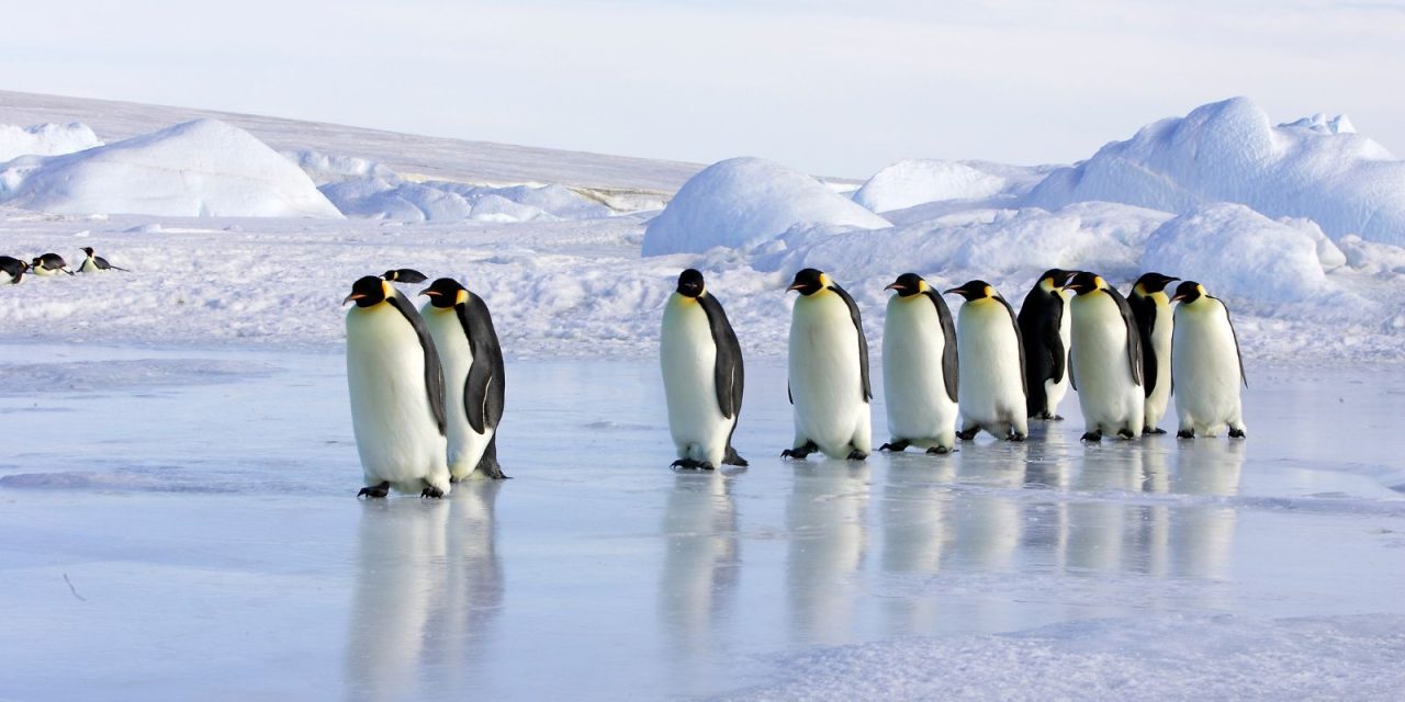 Le Commandant Charcot :14D12N Emperor Penguins of The Weddell Sea