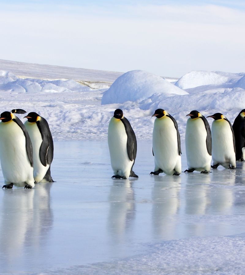 Le Commandant Charcot :14D12N Emperor Penguins of The Weddell Sea