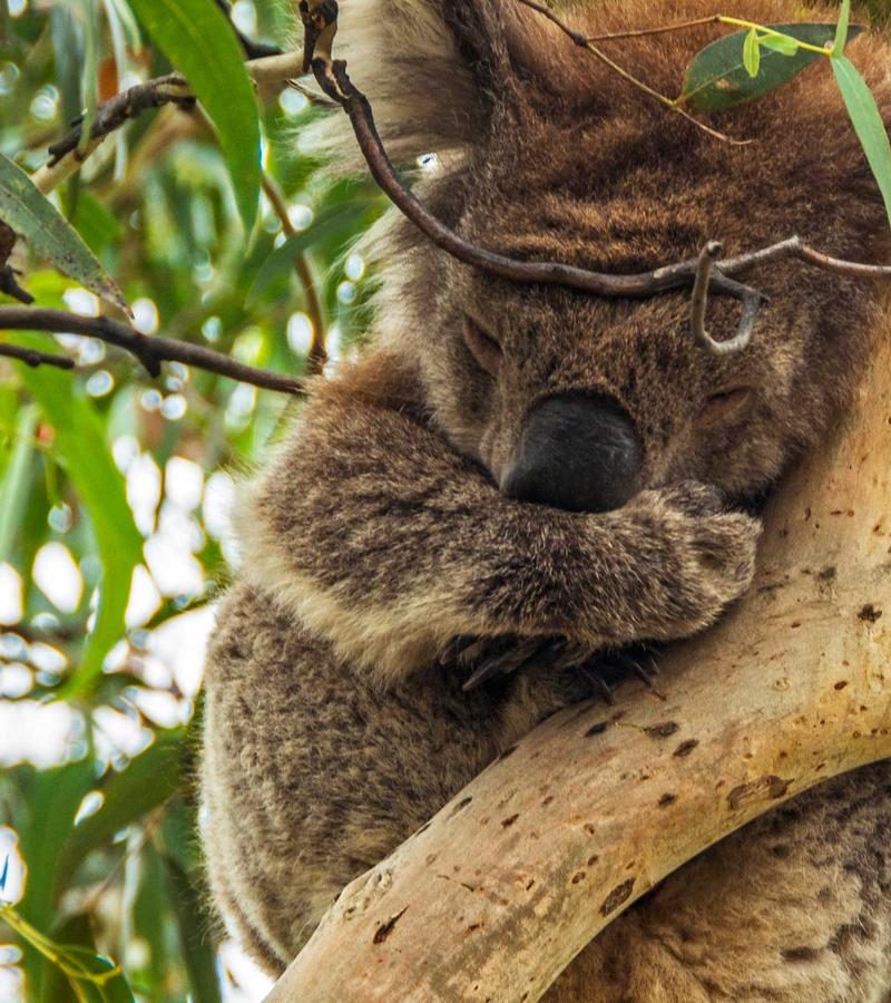 29D28N Highlights of Australia & New Zealand (OAQC)