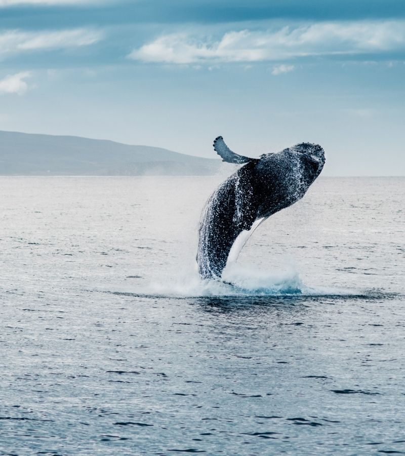 6D5N Gems of Iceland with Whale Watching (ZRS)
