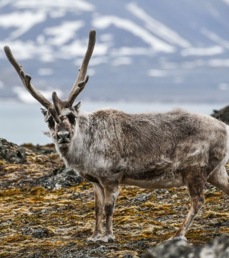 Ponant : 11D10N Pristine Spitsbergen – with National Geographic