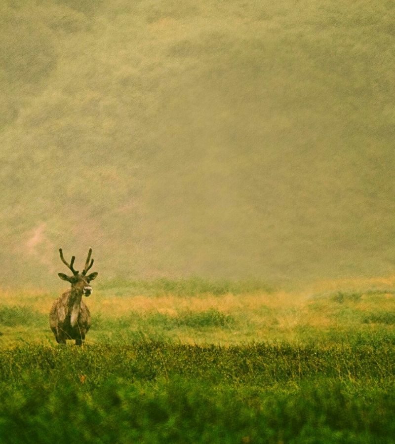 12D11N Alaska & the Yukon (8360)