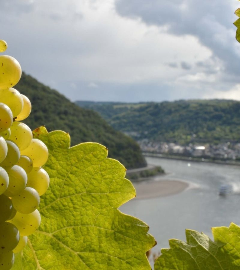 Avalon : 8D7N The Rhine & Moselle: Canals, Vineyards & Castles (WAR/WRA)