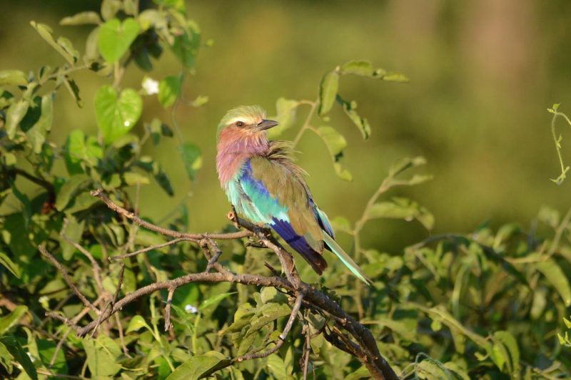 10D9N Botswana & Zimbabwe Safari (DZXNG)