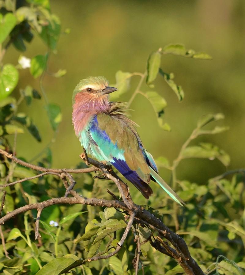 10D9N Botswana & Zimbabwe Safari (DZXNG)