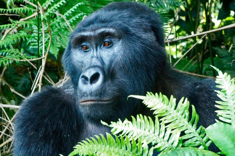 12D11N Masai Mara & Gorilla Adventure (DKMG)