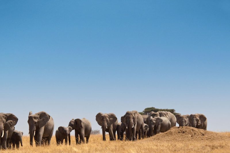 14D13N Safari in Kenya & Tanzania (DKANG)