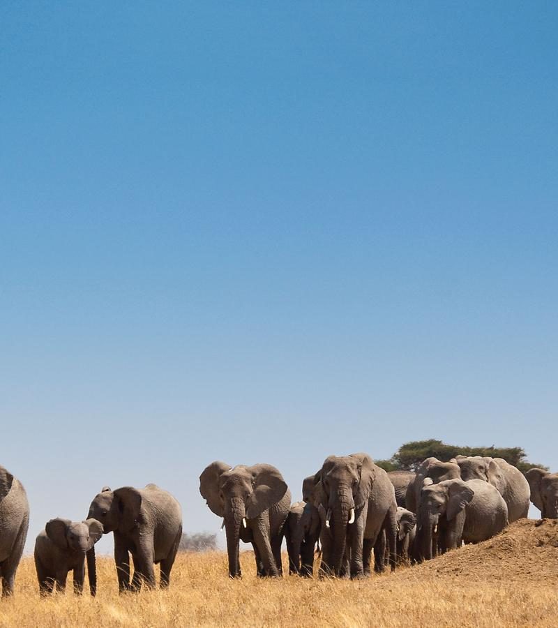 14D13N Safari in Kenya & Tanzania (DKANG)