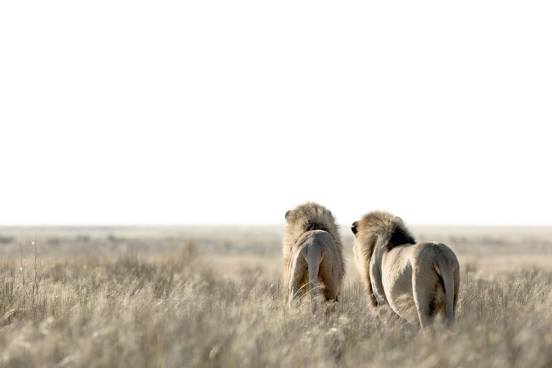 8D7N Highlights of Namibia