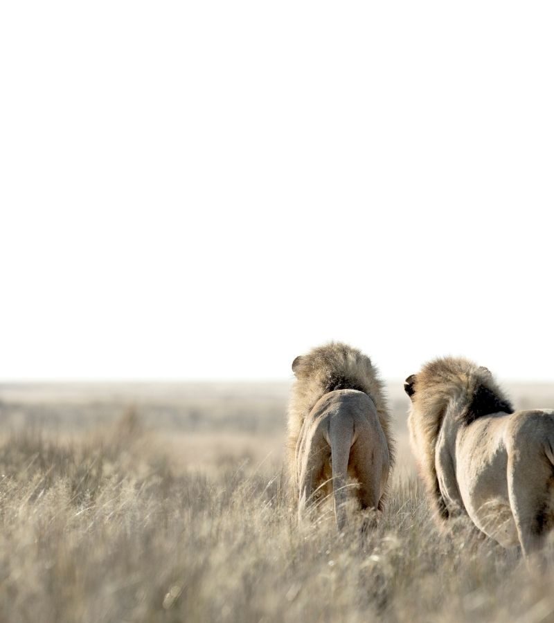 8D7N Highlights of Namibia