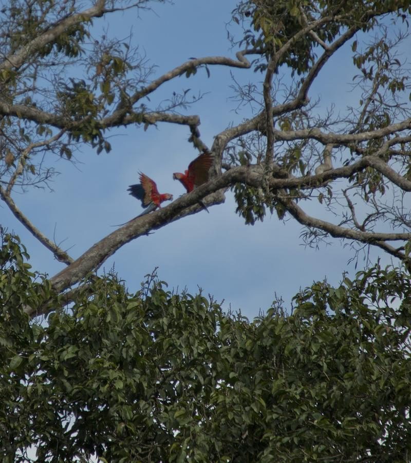 7D6N Local Living Ecuador: Amazon Jungle (SEJL)