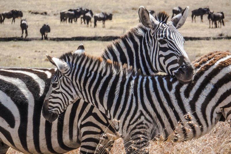 9D8N Kenya Camping Safari (DKWA)