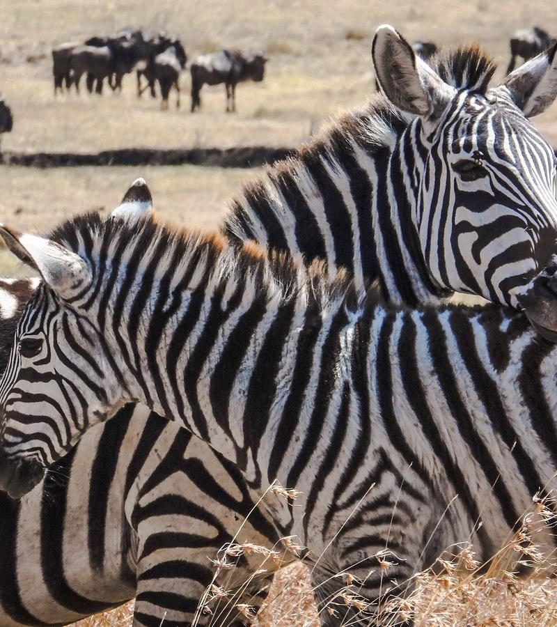 9D8N Kenya Camping Safari (DKWA)