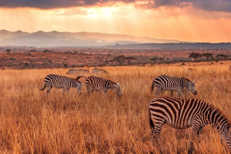 14D13N Kenya & Tanzania: The Safari Experience (QB)