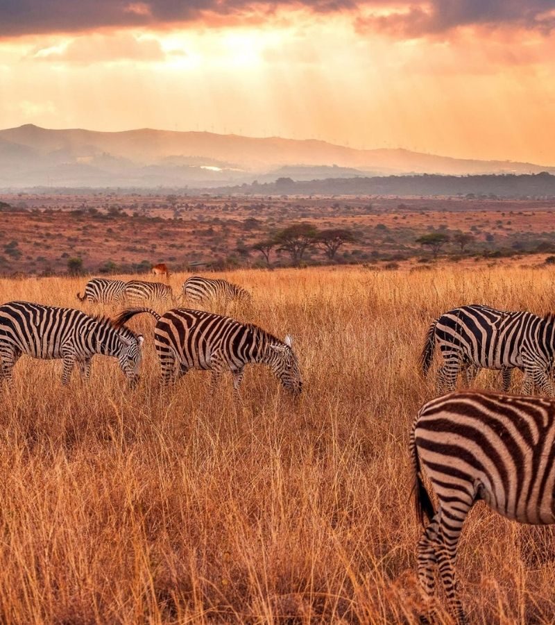 14D13N Kenya & Tanzania: The Safari Experience (QB)