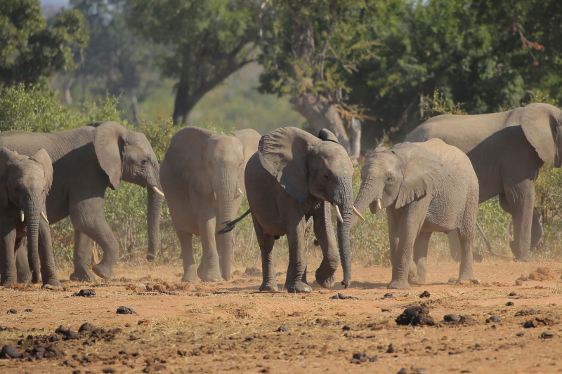 13D12N Cape Town, Kruger & Zimbabwe (DSCZ)