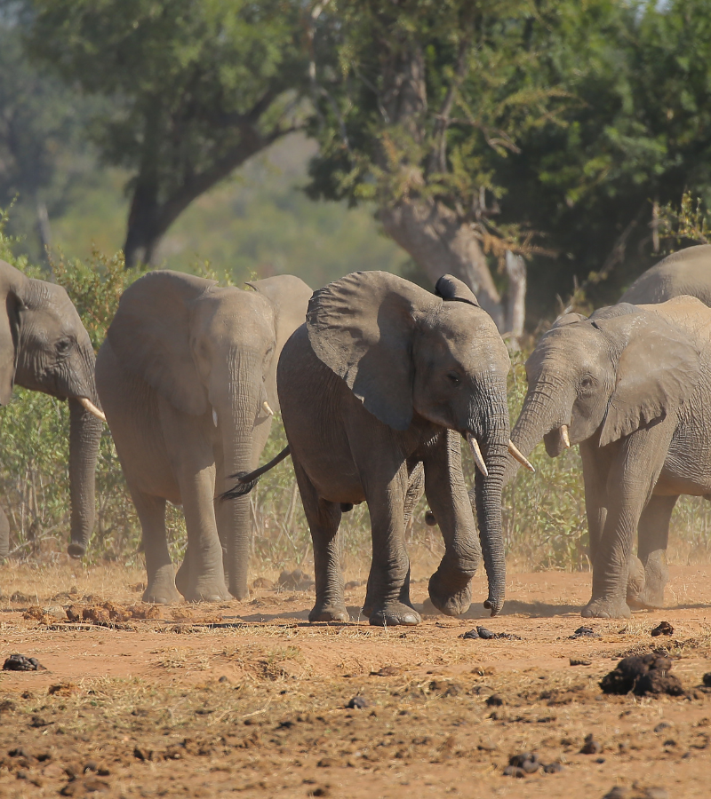 13D12N Cape Town, Kruger & Zimbabwe (DSCZ)