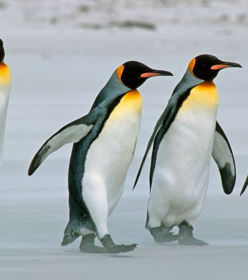 Ponant : 15D14N The Southern Adventure