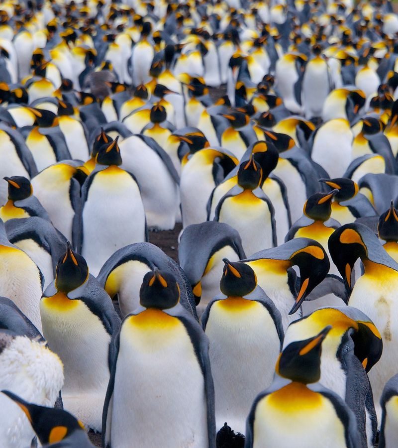 Ponant : 18D17N The Antarctic Odyssey